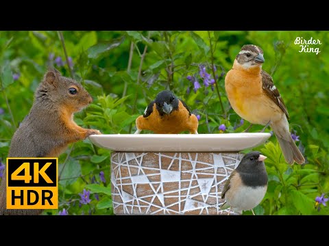 Cat TV for Cats to Watch😺8 Hours❤️ Beautiful Birds, Squirrels, Relax Your Pets(4K HDR)