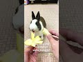 Bunny making dumb-dumb decision?! #shorts #cute