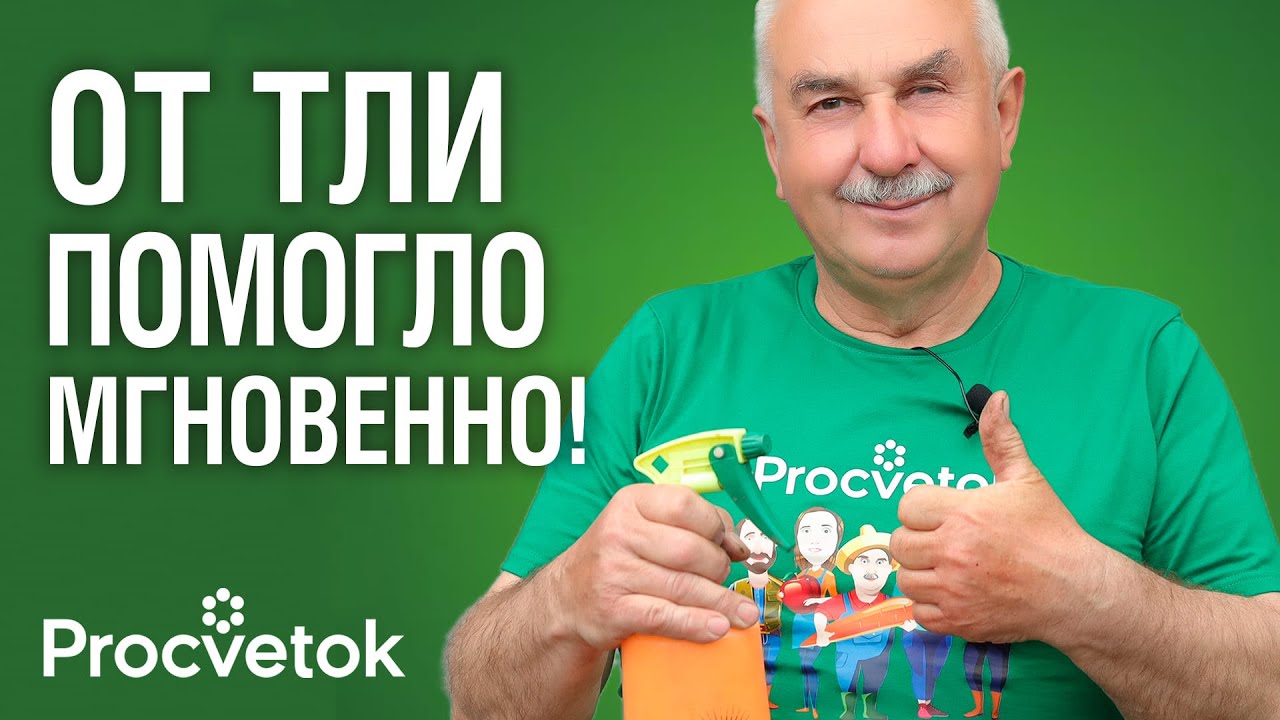 ТЛЯ ОСЫПАЕТСЯ ДОЖДЁМ ПОСЛЕ ЭТОГО НАРОДНОГО СРЕДСТВА! 7 эффективных домашних средств от тли