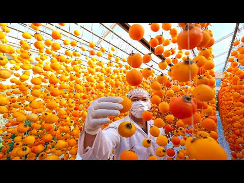 Dried Persimmons Making Process | Japanese Persimmons Grow And Harvest | How Dried Persimmon Is Made