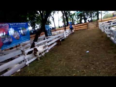 Fiesta provincial de ovino y caprino profundidad misiones 