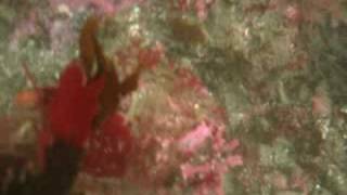preview picture of video '20080905 - Russian Gulch - Abalone Munching on Algae'