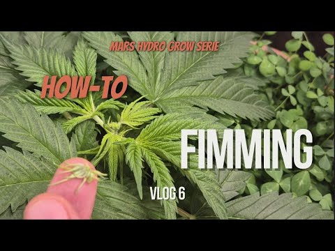 Topping vs. Fimming: How to boost your plants during the veggie phase | Mars Hydro FC 1500 EVO