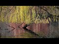 George Butterworth The Banks Of Green Willow
