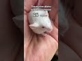 This mouse was WILD born! It has an albino domestic relative about 6 or 7 generations back