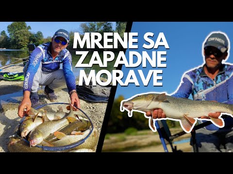 Darko Todosijević: Tajne Pecanja Mrene - UŽIVO SA VODE