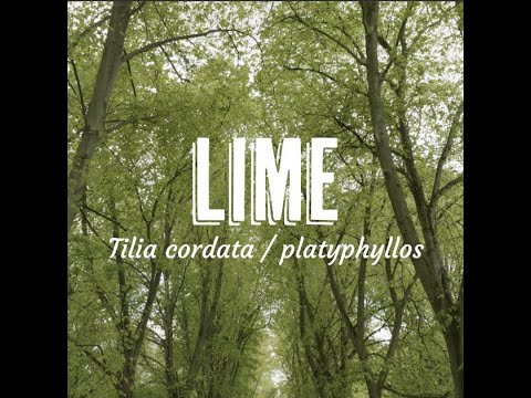 Tree Tuesday thumbnail 4