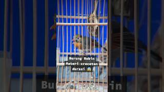 Download lagu Burung Robin gacor crecetan panjang. #kicaumania #burungmasteran #masteranjernih #burungrobin #robin mp3 Download lagu Burung Robin gacor crecetan panjang. #kicaumania #burungmasteran #masteranjernih #burungrobin #robin mp3