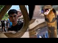 MATAPANG NA KING COBRA AT PHILIPINE COBRA ANG NASAGUPA NI COBRA PRINCE