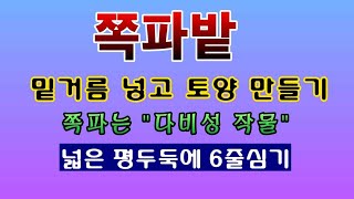 [텃밭농부 1,632]  쪽파밭에 밑거름 넣고 토양만드는 방법. 넓은 평두둑에 6줄심기. #쪽파재배