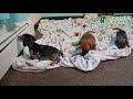 Miniature Dachshund dogs for sale: Jesse - Video 1