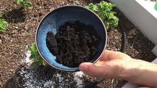Keeping Roly Polys out of your Vegetable Beds