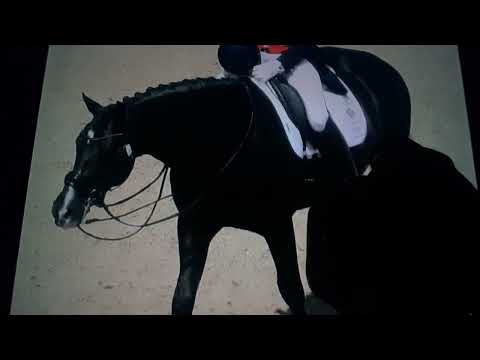 Horacio the handsnake - Uthopia (dressage horse)