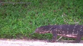 A Snap Shot Of Nature - Nature and Animals