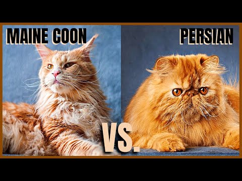Maine Coon Cat VS. Persian Cat