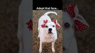 Video preview image #1 Bullboxer Pit Puppy For Sale in McKinney, TX, USA