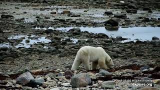 Polar Bear Cam is Back!