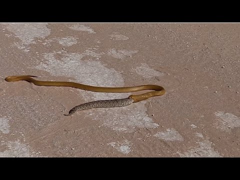 COBRA VS PUFFADDER #snake