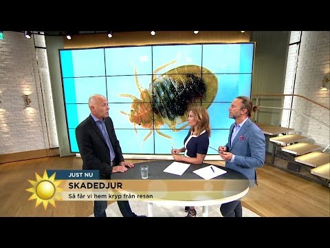 Skadedjur - krypen du får hem från resan - Nyhetsmorgon (TV4)