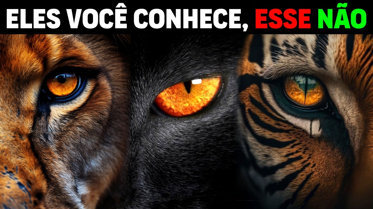 All 40 SPECIES of Wild Felines (ORGANIZED BY LINEAGE)