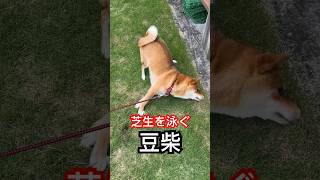 芝生を泳ぐ豆柴 #shibainu #柴犬 #cute #犬のいる暮らし #おもしろ