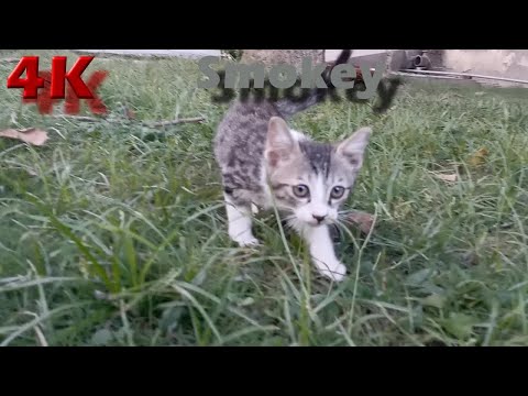 4K Video - Cute, Funny and Wild Cats Meal Video 22 Sep 2021 - Street Cats