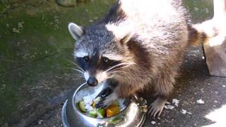 preview picture of video 'Severnoamerički rakun - Raccoon - Palic Zoo'