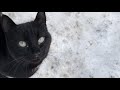 I Fed A Hungry Cute Black Cat With Gray Eyes That Breathes Loudly