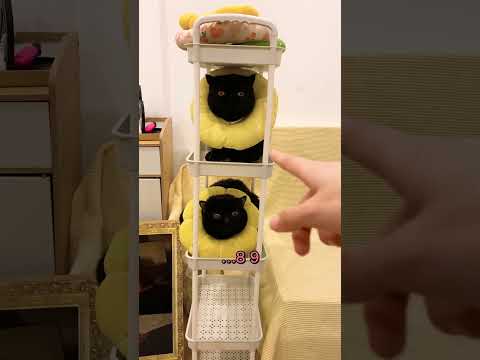 【珠珠的日常】養黑貓這件事比較刺激，壹般人還真是承受不來……