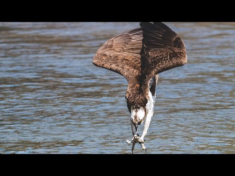 Must see!! Osprey dives off huge wall then free falls to catch big fish 😮 Z9