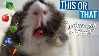 This Or That | Guinea Pig Edition