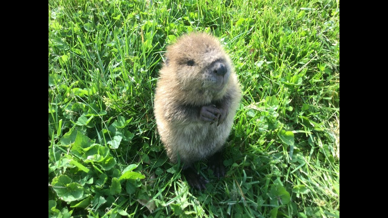 孤児として見つかったビーバーのあかちゃん「ベアトリス」