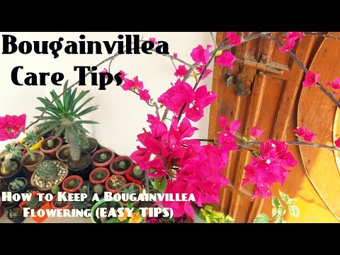 , title : 'How to Keep a Bougainvillea Flowering(EASY TIPS)'