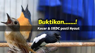Download lagu BUKTIKAN TLEDEKAN GUNUNG GACOR PANCING EMOSI KACER DAN SRDC mp3