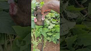 Amazing😍 see how hadzabe hunt and cook Monkeys #tradition #bushcraft