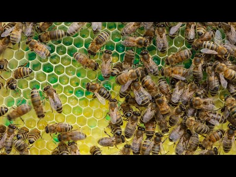Czy pszczoły przenoszą ciasto cz. 2 (kontrola rodziny)