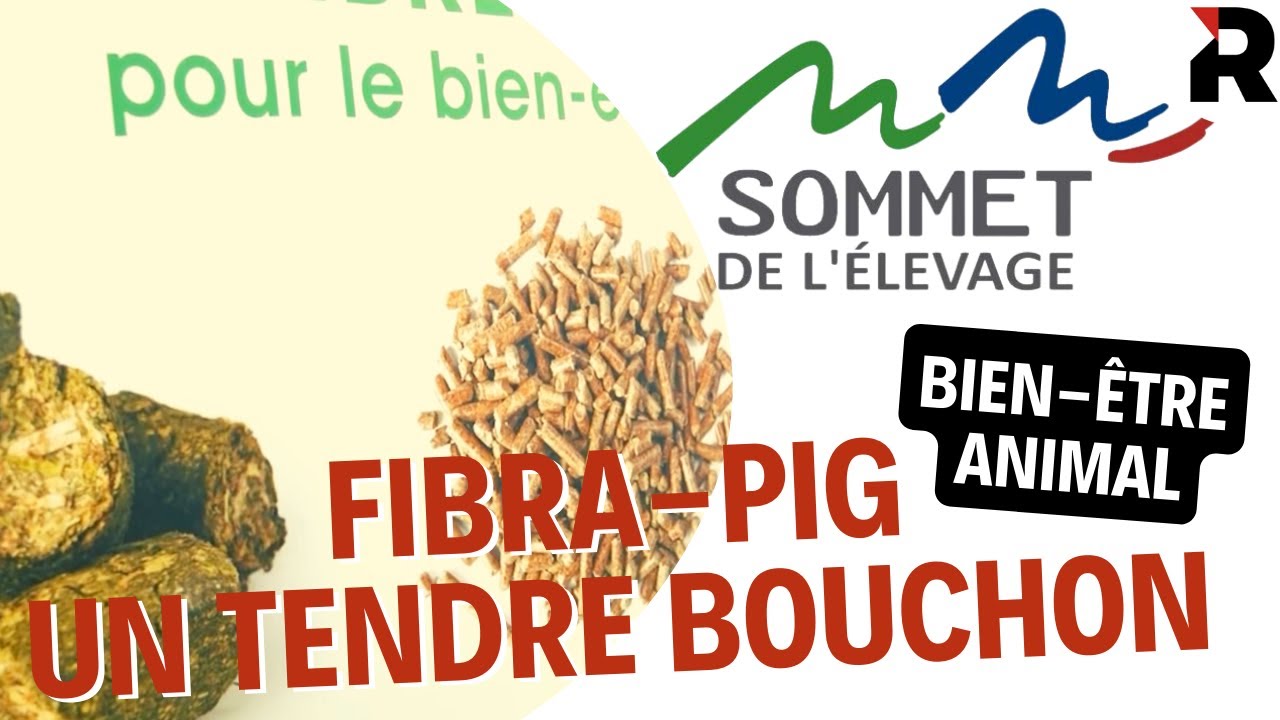 Fibra'pig, pour le bien-être animal, les porcs s'amusent