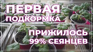 Корневая подкормка рассады весной