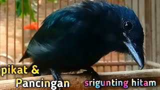 Download lagu srigunting hitam nada memanggil cocok untuk pancingan maupun suara pikat mp3