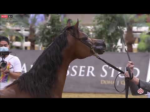 N 341 AMIR AL REEH   23rd Qatar National Arabian Horse Show   Colts 3 Years Old Class 8