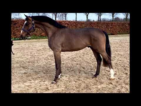 Pilothago x Kojak 3yo Stallion