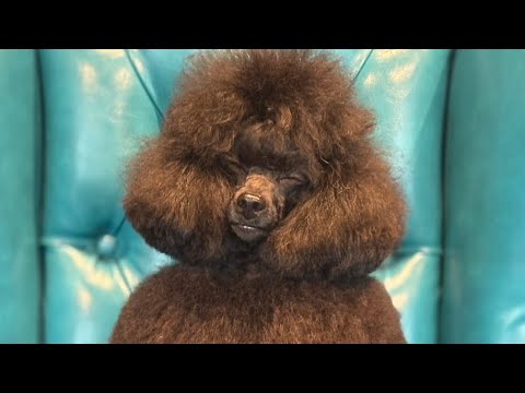 [Go Baron!! ️] #ToyPoodleLife #ShomaUno #ItsukiUno #Uno1OneChannel #FigureSkating