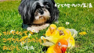 【後編】コザクラインコの雛をお迎えするために南仏マルセイユに女子一人旅へ。南仏の猫や伝書鳩との出会いも。フランスの格安新幹線Ouigoに初乗車。最後はパリの綺麗な夕日をエッフェル塔と共にご覧ください