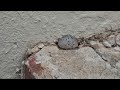 Using Gel Bait to Eliminate the Ants Outside the Home in Raritan, NJ