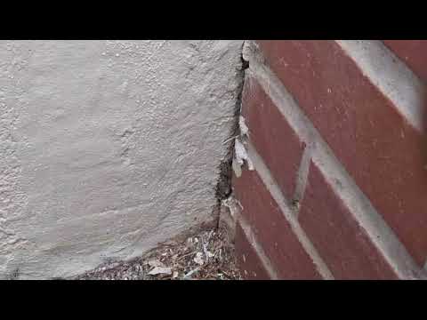 Using Gel Bait to Eliminate the Ants Outside the Home in Raritan, NJ