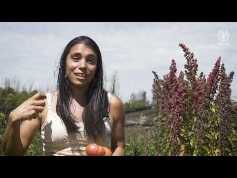 Sistema ancestral de la cordillera Pehuenche: Huertas biodiversas, territorio Melipeuco