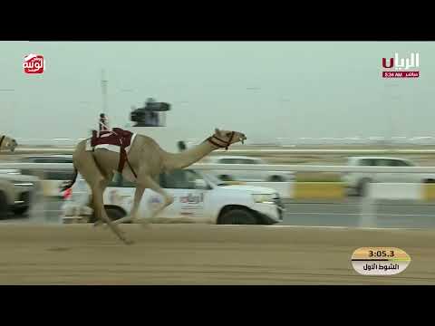 ش 1 (بشور) لـ هجن الشحانية 7:25:49 ، مهرجان ختامي الشحانية 2026/04/23 لقايا