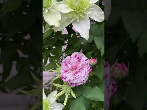 Rosa 'Mary Rose'flower posts produce a lot of flowers #shortvideo #viralvideo #flowergarden #roseg.