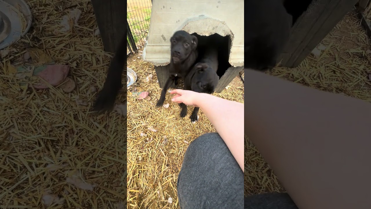 Enlarge Claudia, a Adoptable mixed breed in Dover, PA video 6/6