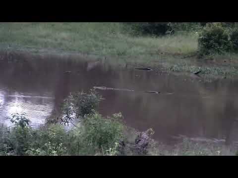 Djuma: Crocodile moving to the shallow end of dam - 18:25 - 03/05/2023